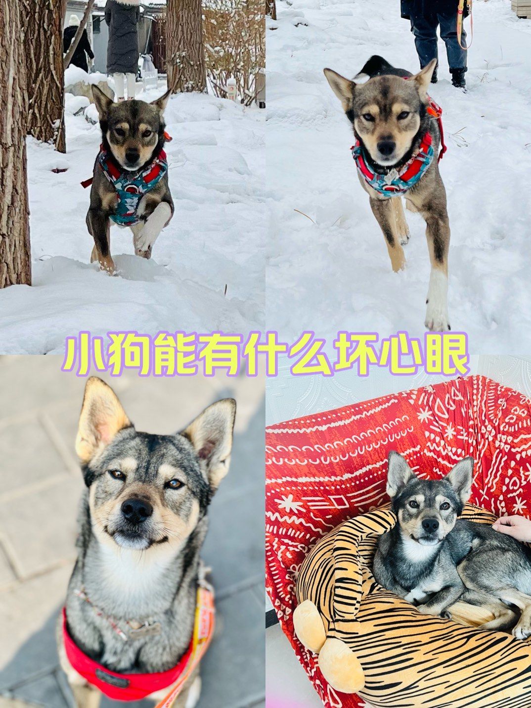 小狗能有什么坏心眼