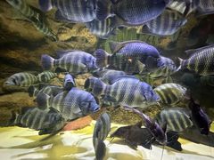 -上海海洋水族馆