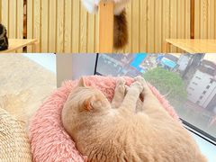 -Catmate·猫肥家润(金润铂宫店)