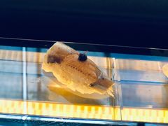 -元熹会席料理