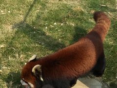 -泉州海丝野生动物世界