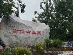 -御林古桑园
