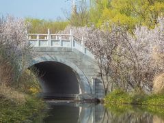 -洛阳市隋唐城遗址植物园