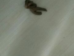 -西安京西宠物医院·瘫痪·疑难杂症