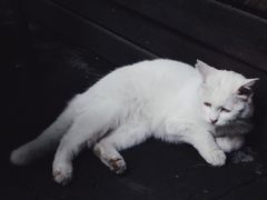 -百花深处胡同