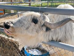 -长白岛森林公园