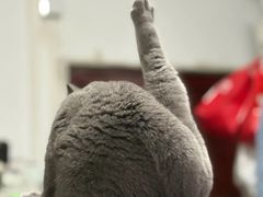 -美联众合动物医院·24h转诊中心