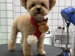 -Pets First伊珊娜洗护·精致美容·家庭式寄养(新会路店)
