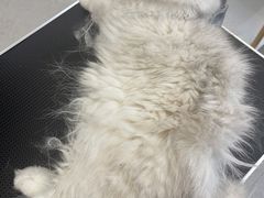 -comecome来吧宠物(奥克斯中心店)