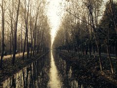 -合肥滨湖国家森林公园