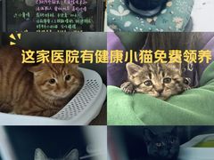 -萌兽医馆·宠物医院·猫骨科(创景店)