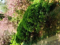 -洛阳市隋唐城遗址植物园
