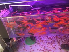 -秦美花卉(天朗·莱茵小城2期店)