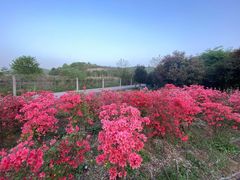-宜兴龙背山森林公园