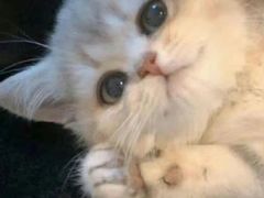 -小淘圆儿·四季口味蛋糕