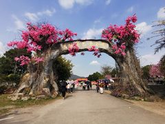 -天适樱花悠乐园