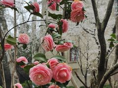 -武汉大学-樱园