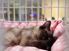 -藏猫猫咖啡主题馆(中央大道店)