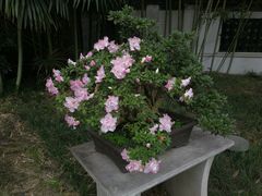 -泰州凤城河风景区-泰山公园