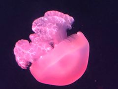 -海合安天津极地海洋公园