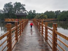 -大湾区中央湿地公园