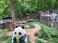 -都江堰中华大熊猫苑