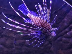 -芜湖新华联大白鲸海洋公园