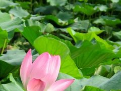 -紫竹院公园冰场