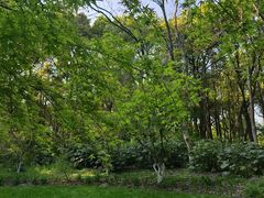 -上海共青森林公园