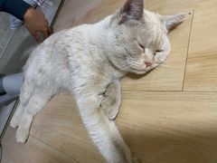 -萌兽医馆·犬猫专科·眼科中心·宠物医院(朝阳门分院)