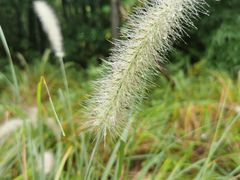 -贡湖湾湿地公园