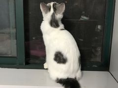 -喵的天空名猫咖啡馆·撸猫·猫舍·用品