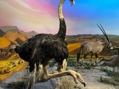 -国家自然博物馆