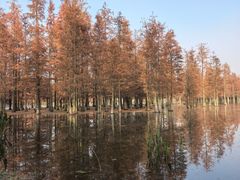 -白鹭湾湿地公园