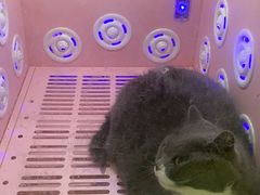 -哆趣宠物医院·眼科·内镜·急重症转诊中心(上海店)