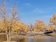 -金塔沙漠胡杨林景区