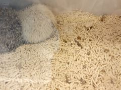 -浣熊柯尔鸭土拨鼠·电玩咖