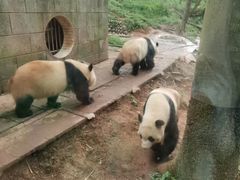 -中国大熊猫保护研究中心雅安碧峰峡基地