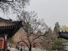 -香山公园
