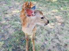 -北京鹿世界主题园