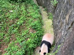-都江堰中华大熊猫苑