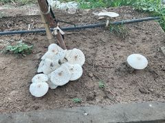 -马陆小张葡萄园农家乐