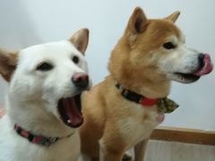 -柴迷FANS CLUB·柴犬狗咖·猫咖