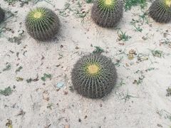 -亚龙湾国际玫瑰谷