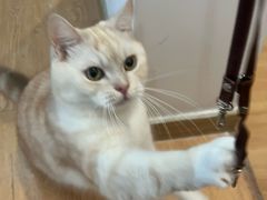 -是阿柴呀！柴犬咖啡·爱喵喵猫咖