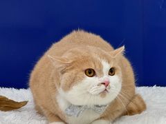 -爱洗澡的猫(天河路店)