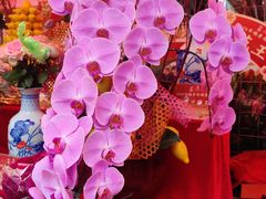 -越秀西湖花市(广州城市广场花卉店)