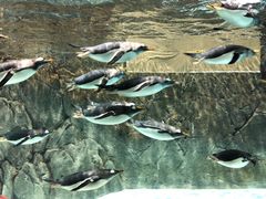 -成都浩海立方海洋公园