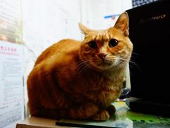 -南京夫子庙国际青年旅舍(平江府路店)