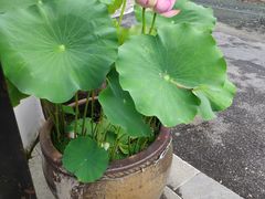 -几荷·恰似故人来(秀水广场店)